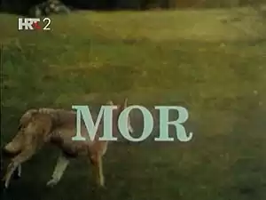Mor