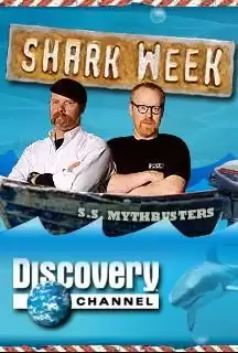 American Shark