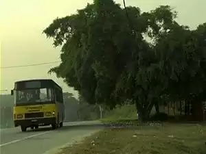A Tree in Tanjung Malim