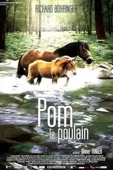 Pom, le poulain