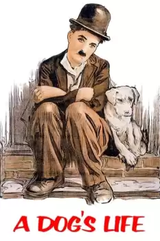 Köpek Hayatı