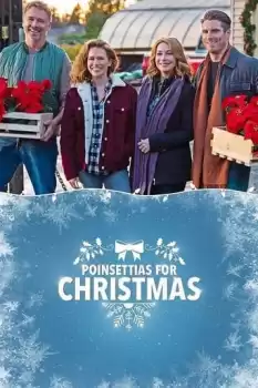 Poinsettias for Christmas